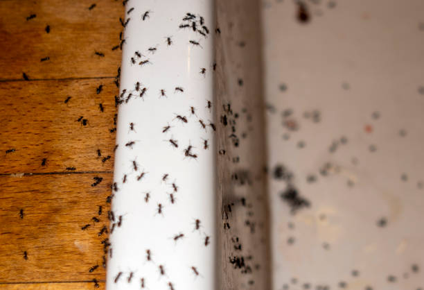 Best Ant Control Services  in Kendallville, IN