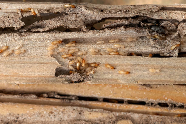 Best Flea Control Services  in Kendallville, IN